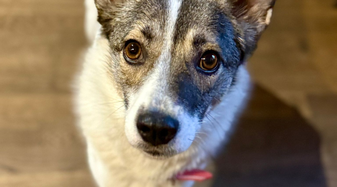 Chiens à adopter